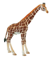 Imaginea Girafa mascul