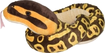 Poza cu Sarpe BALL PYTHON