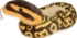 Poza cu Sarpe BALL PYTHON
