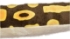 Poza cu Sarpe BALL PYTHON