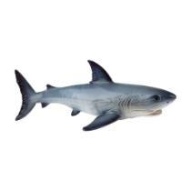 Poza cu Marele Rechin Alb