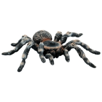 Poza cu Tarantula White Knee